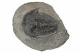 Upper Cambrain Trilobite (Elvinia) - British Columbia #212719-1